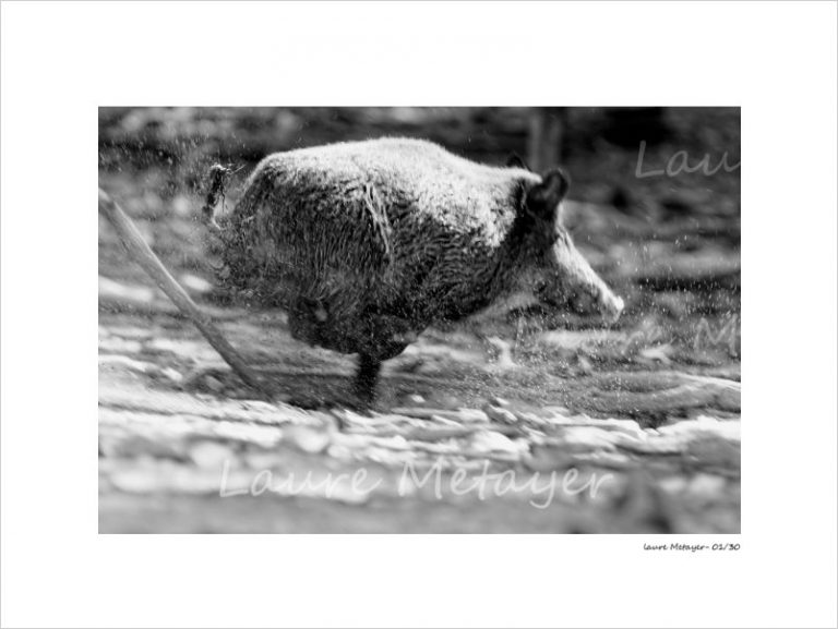 Comment Tirer Un Sanglier Qui Court Le sanglier, un animal photogénique... - blog.dix960dix