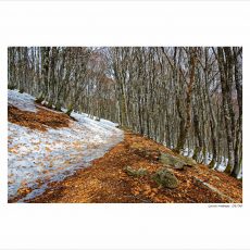 Neige dans les bois