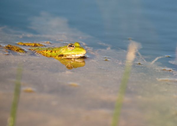Grenouille
