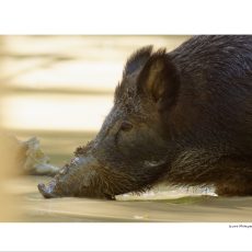 Sanglier 090920187