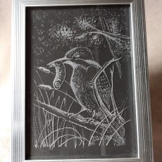Gravure martin pêcheur 3