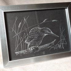 Gravure martin pêcheur 2